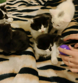 done deal kittens free